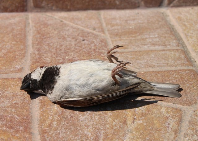 sparrow-87862_1920.jpg