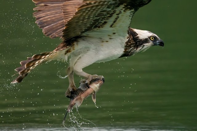 osprey-sea-hawk-hunting-fish-from-water_181624-25635.jpg