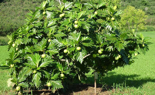 Breadfruit trees are full of fruit.png