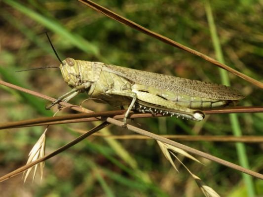 Acrididae_grasshopper-2.jpg.cf.jpg