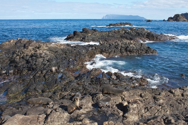 Furseal_colony,_Nightingale_island.jpg