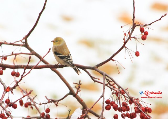 American Goldfinch IMG_0210.JPG