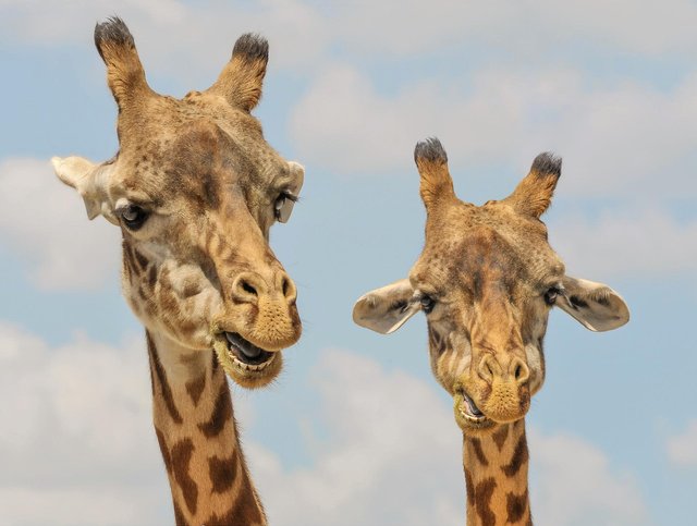 giraffes-g96038ad22_1920.jpg