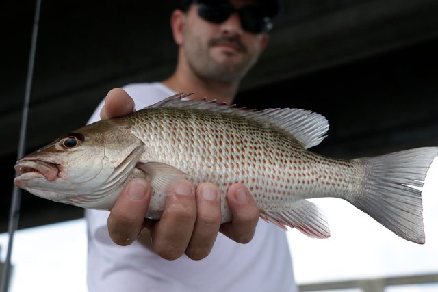 Saltwater: Mangrove snapper bite still good for Tampa Bay area anglers