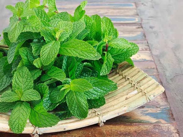 Mint Leaves For Weight Loss.jpg