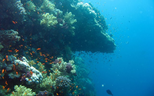 underwater-ocean-wallpaper-1920x1200-elphstone reef 221.jpg