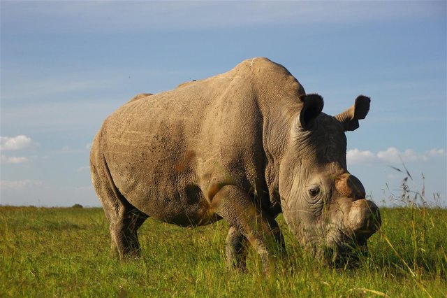 rinoceronte blanco presentacion.JPG