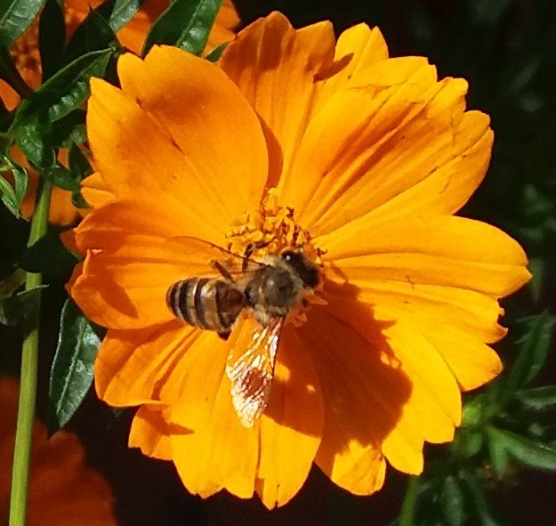 Abeja en flor 2.jpg