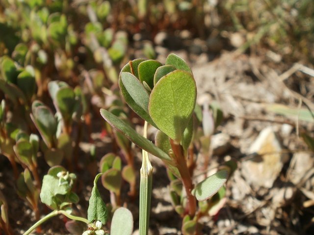 portulaca-oleracea-839500_1280.jpg