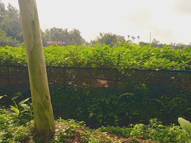 IMG_20250627_081507_246.jpg