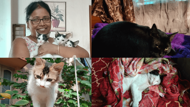 header.png
