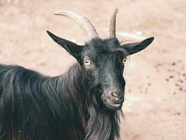 cameroon-goat-smallest-breed-goat-native-to-west-coast-africa-cameroon-goat-smallest-breed-goat-189095869.jpg