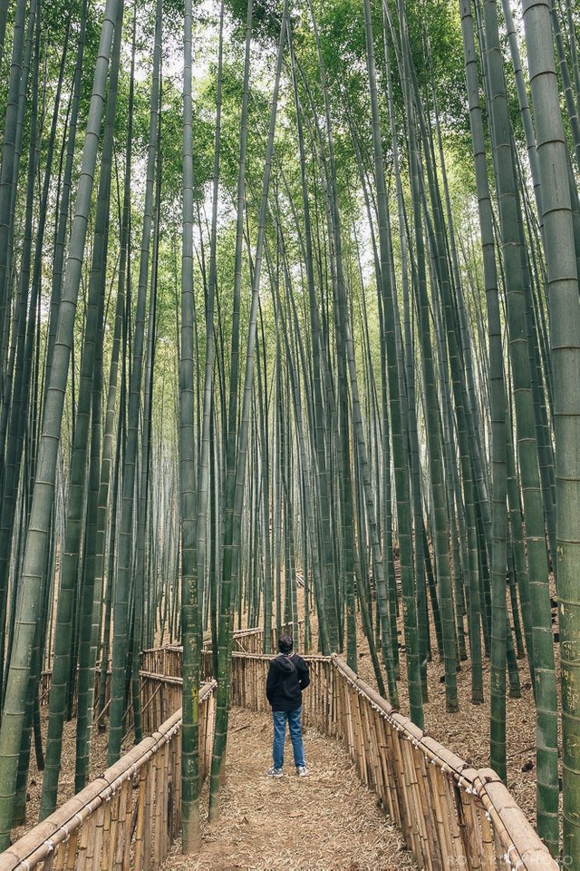 Boseong - Bamboo Forest-2.jpg