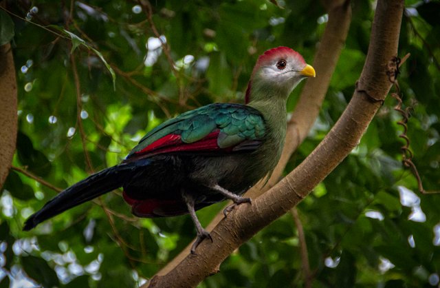 200215_Zoo_MS_102_Red-Crested Turaco.jpg