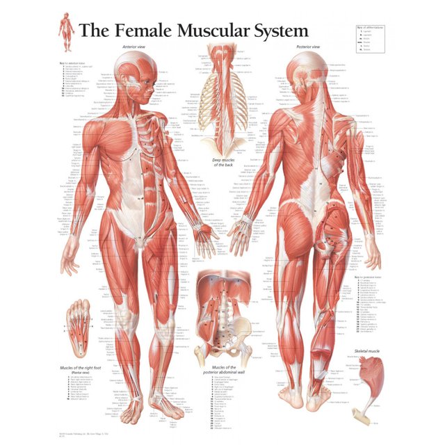 1101_female-muscular-system-chart.jpg