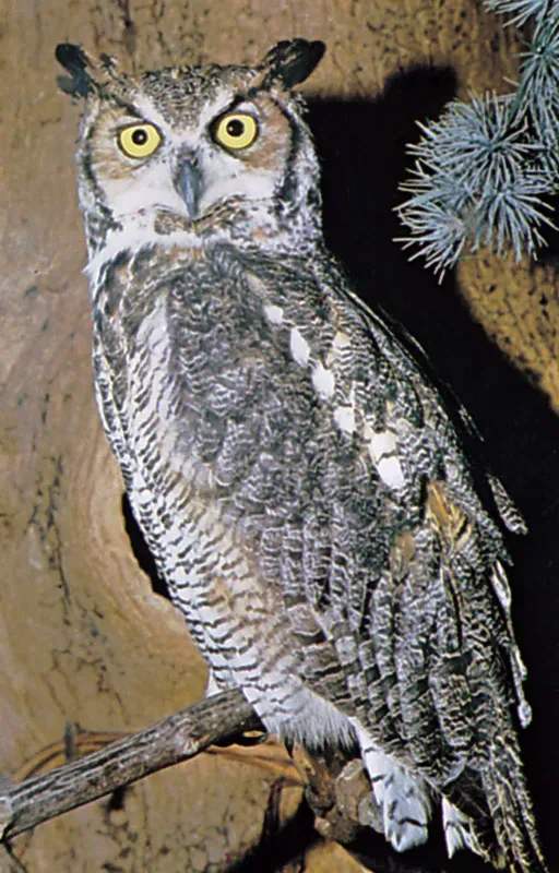 Owl neck.jpg