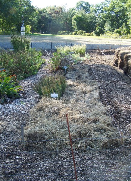 New Herb - Row 5, mulched crop September 2019.jpg