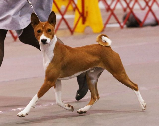 Click to Watch Video about Basenji Dogs_ Cute Puppies Animals tattoo nature wallpapers aesthetics.jpeg