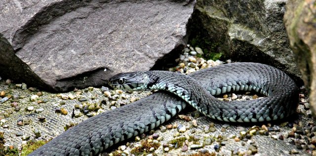 grass-snake-1488853_1920.jpg