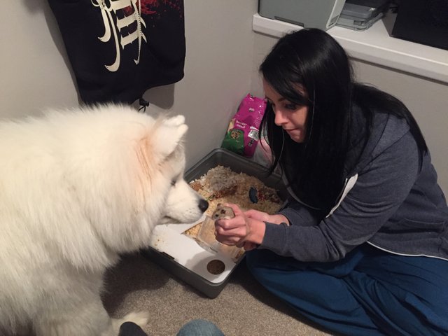 can a samoyed and a pomeranian be friends