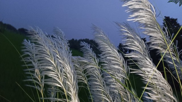 IMG_20240929_180650_5.jpg