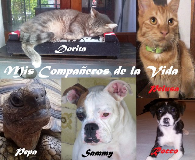 perritos y gatitos.jpg