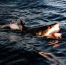 220px-Surfacing_great_white_shark.jpg