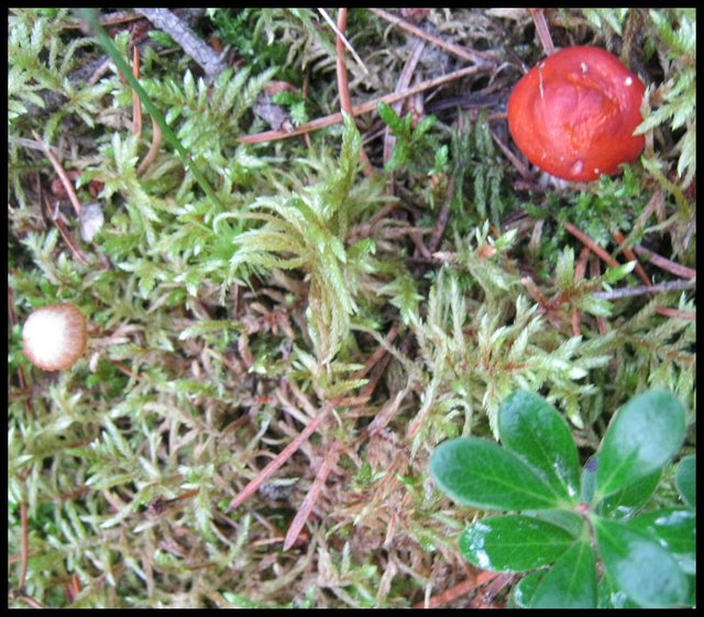 miniture red mushroom and little tan mushroom in moss.JPG