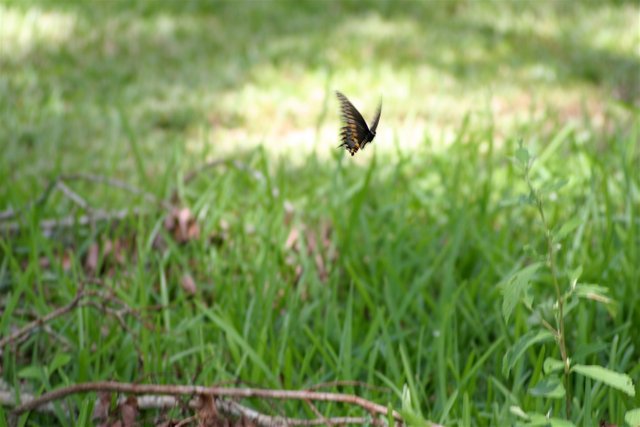 butterfly 1-4.jpg