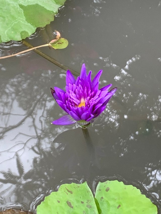 lotus flowers4.jpg