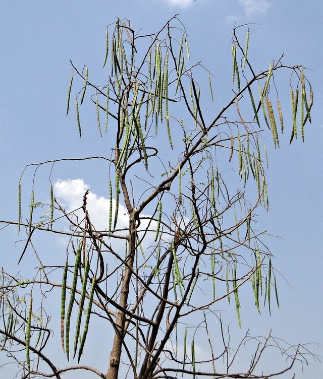 moringa-oleifera-320291_1920.jpg