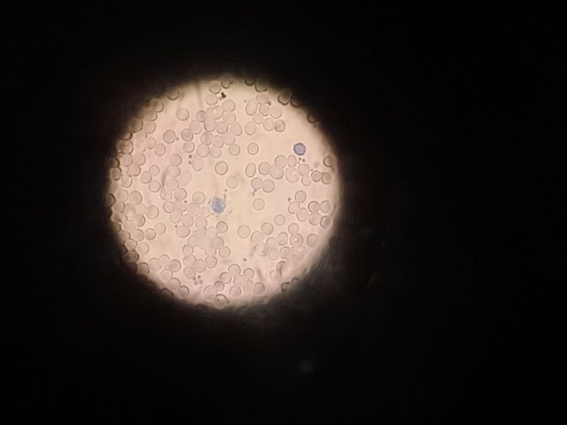 Screenshot_20250504-234812_1.jpg