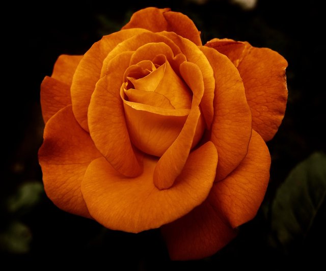 rose-3444359_1920.jpg