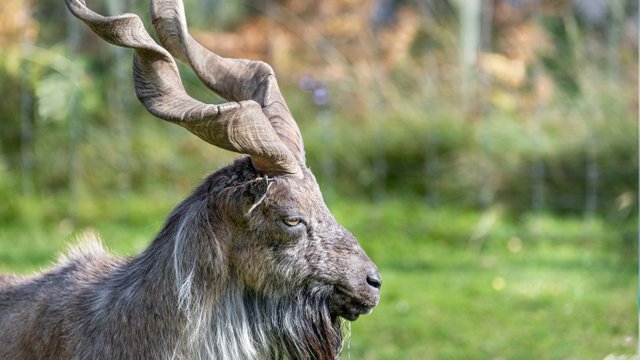 Markhor (2).jpg