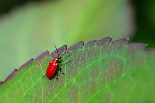 scarlet-lily-beetle-6391670_1920.jpg