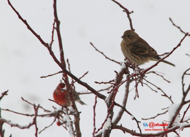 House Finch PFW10_0311.JPG