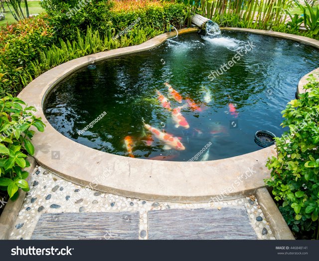stock-photo-koi-fish-in-pond-in-the-garden-446848141.jpg
