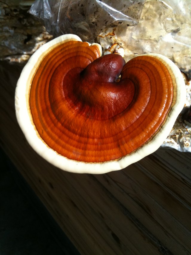 reishi-mushroom.jpg