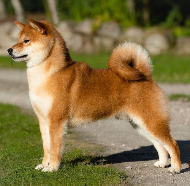 Dog Breed 👉 #SHIBA #INU _From @vormund_kennel____⚡️Zinger ⚡️ #1 U_K. Shiba.jpg