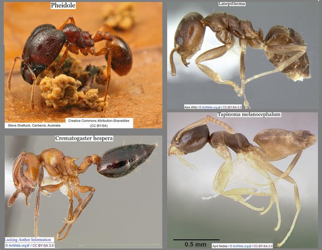 Ants four species brazil.jpg