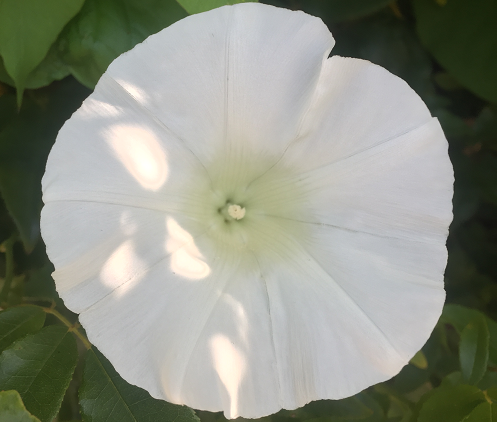 flor blanca steemit steemit