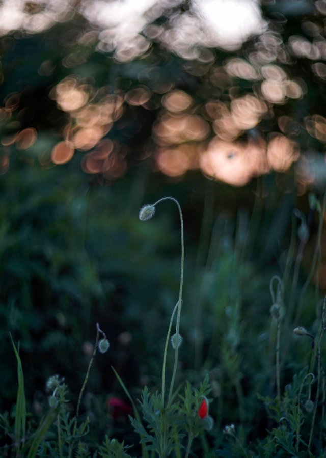 poppy buds bokeh 1.jpg