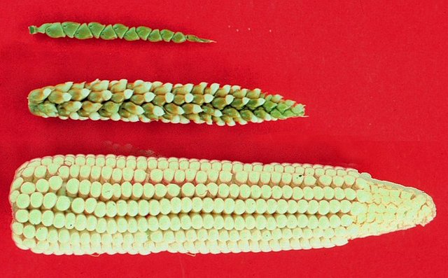 800px-Maize-teosinte.jpg