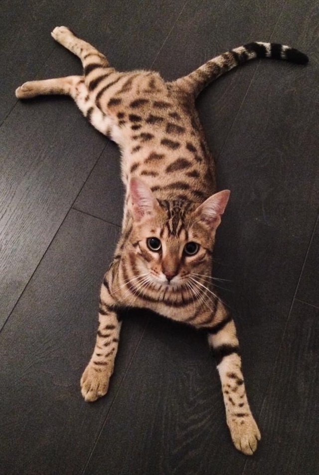 Bengal Cat 1.jpg