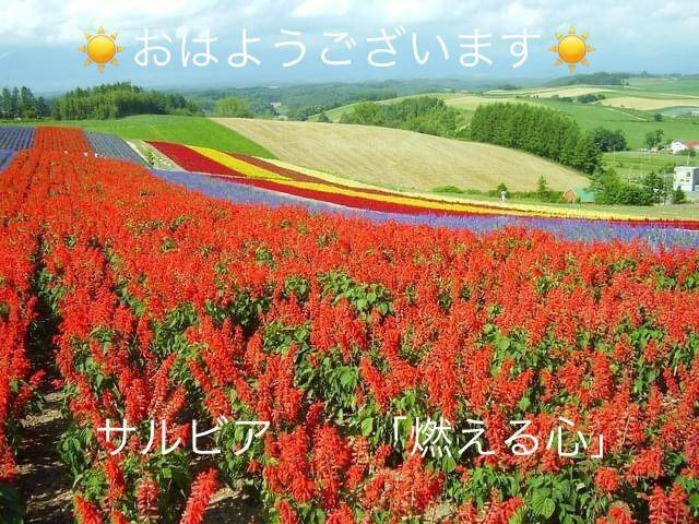 サルビアの花言葉 Steemit