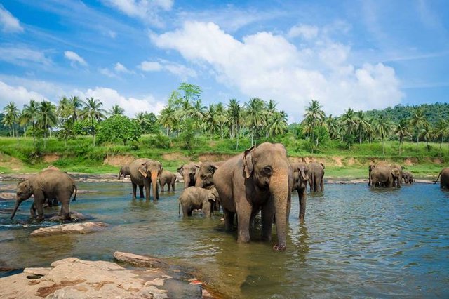 sri-lanka-elephants-in-the-river.jpg