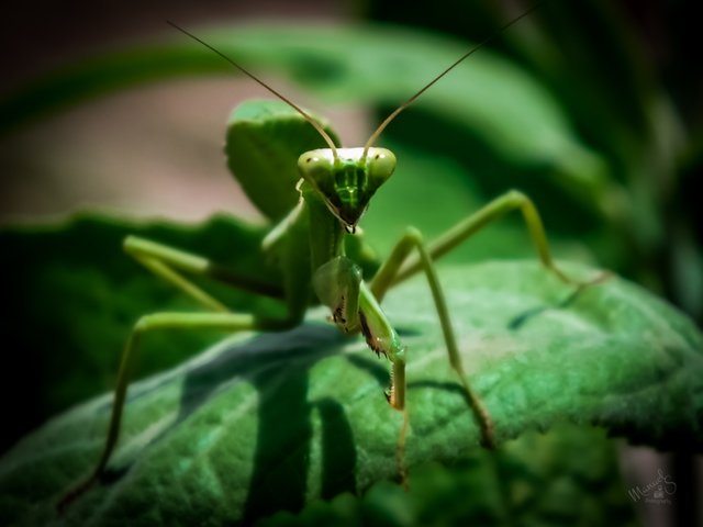 Mantis macro-13.jpg