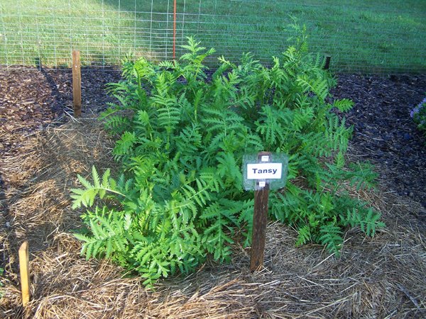 New Herb - Row 2, tansy crop July 2018.jpg