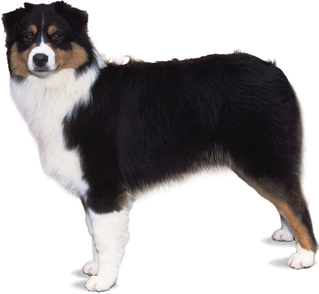 Australian-shepherd.jpg