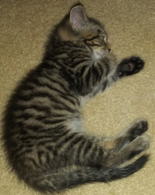 Sherlock, the kitten, sleeping